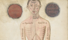 drawing of body, labeled in Latin