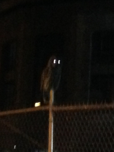 Owl sits on fence outside Denny Hall at night