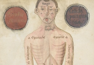 drawing of body, labeled in Latin