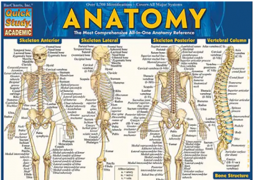 Human anatomy chart