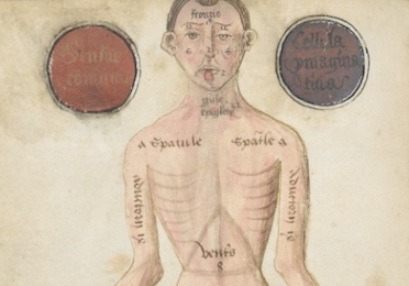 A detail of an Anatomical illustration from an English medical treatise dating from the mid 15th century