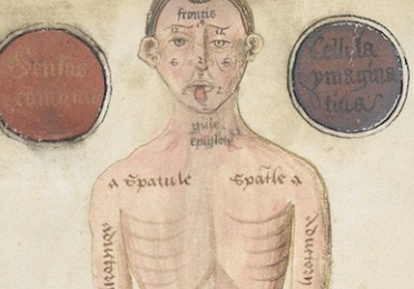 manuscript drawing - body with Latin anatomical terms 