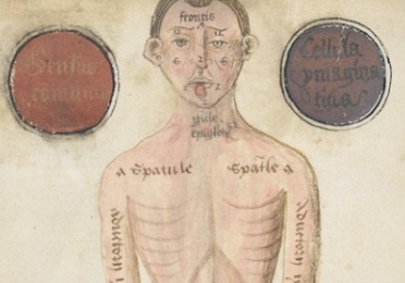 anatomical drawing of man
