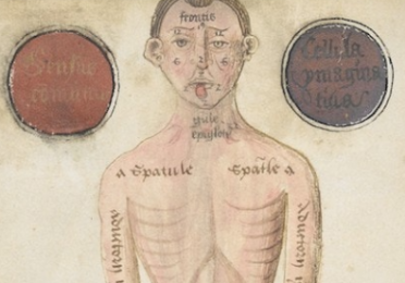 anatomical drawing of man